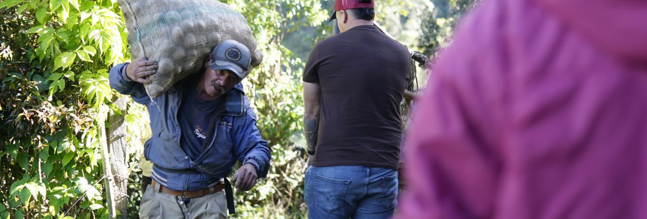 Con la compra de más de 900 toneladas de papa, Región Metropolitana y Gobernación de Cundinamarca buscan salvar la cosecha